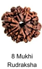 8 Mukhi Rudraksha